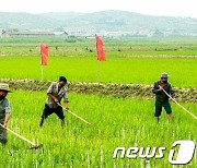 북한 "평안남도, 능률 높은 소농기구로 김매기 성과 확대"