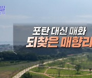 포탄 대신 매화 되찾은 매향리