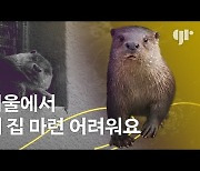 한강에 돌아온 수달 "서울에서 내 집 마련 어려워요" [애니캔스피크 ④]