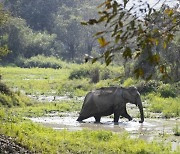 무리서 쫓겨난 인도코끼리, 주민 공격해 16명 사망
