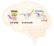 KIST-생명연 연구진, 치매 원인물 분해 실마리 찾아