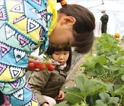 직접 캔 감자로 전 부쳐먹고 1급수 개울서 첨벙첨벙 물놀이