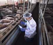 베트남, 아프리카 돼지열병 백신 3분기 출시 [KVINA]