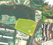 포항 장성동 야산에 소나무 집단고사 '구멍뚫리고 제초제 검출'..수사 착수
