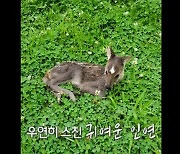 이상이 "母 대천 시골집에 새끼 고라니 나타나 우유 먹여" 대박 징조 (놀면)