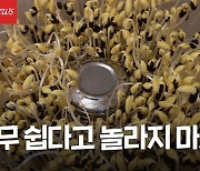 [영상] 콩나물 사지 마세요, 집에서 키우는 초간단 방법