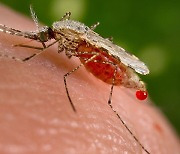 [핵잼 사이언스] mRNA 백신, 말라리아 예방의 게임 체인저 될까?  (연구)