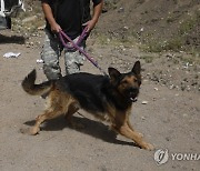 YEMEN DRUG SNIFFER DOGS