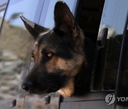 epaselect YEMEN DRUG SNIFFER DOGS