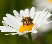 2045년 인류 최대위협은.."꿀벌의 멸종, 그리고 이것"