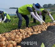 [포토] 양파 수확작업하는 장철훈 대표