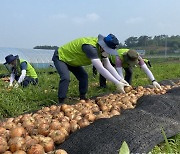 [포토]농협경제지주, 양파농가 일손돕기 실시