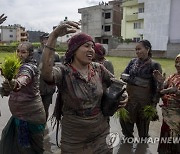 NEPAL PHOTO SET AGRICULTURE NATIONAL PADDY DAY