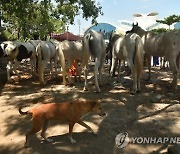 INDIA ANIMALS HEALTH VACCINATION