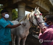 INDIA ANIMALS HEALTH VACCINATION