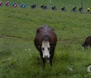 France Cycling Tour de France