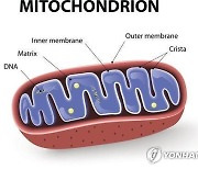'세포 자살' 신호는 어떻게 미토콘드리아에 전달될까