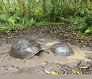 ECUADOR GALAPAGOS GIANT TORTOISE