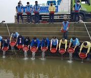 [남해24시] 남해군, 강성돔 등 치어 8만 마리 봉우항에 방류