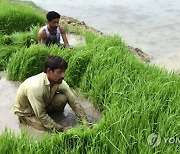 PAKISTAN AGRICULTURE