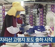 남원 지리산 고랭지 포도 출하 시작