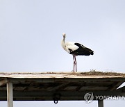 태안 미곡처리장 지붕서 보금자리 만드는 황새