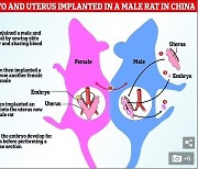 中서 수컷 쥐에 자궁이식해 출산.."홍보성 과학 트렌드 우려" 제기