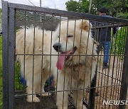 경찰, 남양주 살인견 견주로 사고현장 인근 개농장주 입건