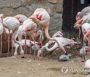 HUNGARY ANIMALS