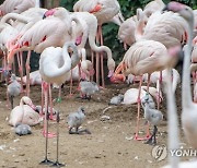 HUNGARY ANIMALS