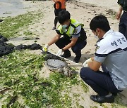 제주 해안서 멸종위기종 푸른바다거북 사체 발견