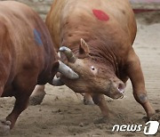 청도 싸움소의 짜릿한 한판 승부