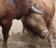 뿔걸이 기술 넣는 청도싸움소 '갑두'