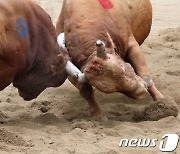 청도소싸움장의 열기