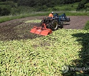 산지 폐기되는 애호박