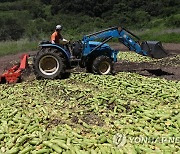 산지 폐기되는 애호박