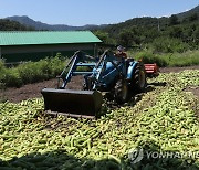 산지 폐기되는 애호박