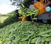 애타는 농민 마음