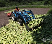 화천 애호박 산지 폐기 작업