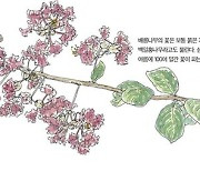 [소년중앙] 피고 지고 또 피며 100일 동안 화려함 뽐내는 꽃