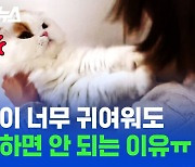 [스브스뉴스] 우리 집 고양이가 내 뽀뽀를 거부하는 데에는 다 이유가 있었다 (입냄새 아님X)