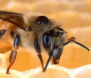 꿀벌은 유연한 건축가..'육각 벌통'만 '복붙'하지 않는다