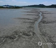 유네스코 세계유산에 오른 한국의 갯벌