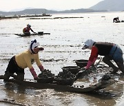 전남 보성군, 세계유산 등재 '벌교갯벌'  보호 대책 강화