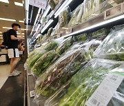 폭염에 채소 가격 급등..시금치값 작년 2배 수준