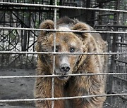 '세상에서 가장 슬픈 곰'..30년간 우리에만 갇혀 지내