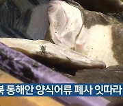 경북 동해안 양식어류 폐사 잇따라