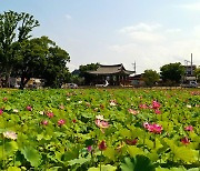 [픽! 정읍] 피향정 연못에 만발한 연꽃