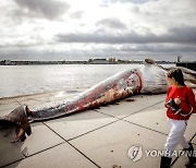 NETHERLANDS DEAD WHALE RESEARCH