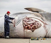 NETHERLANDS DEAD WHALE RESEARCH